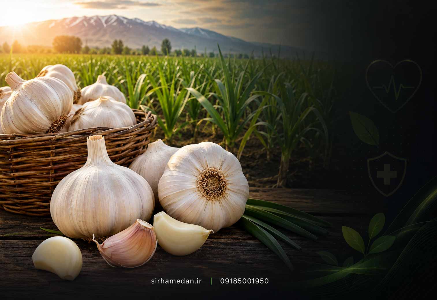 چرا سیر همدان بهترین سیر دنیا است و خواص آن چیست ؟